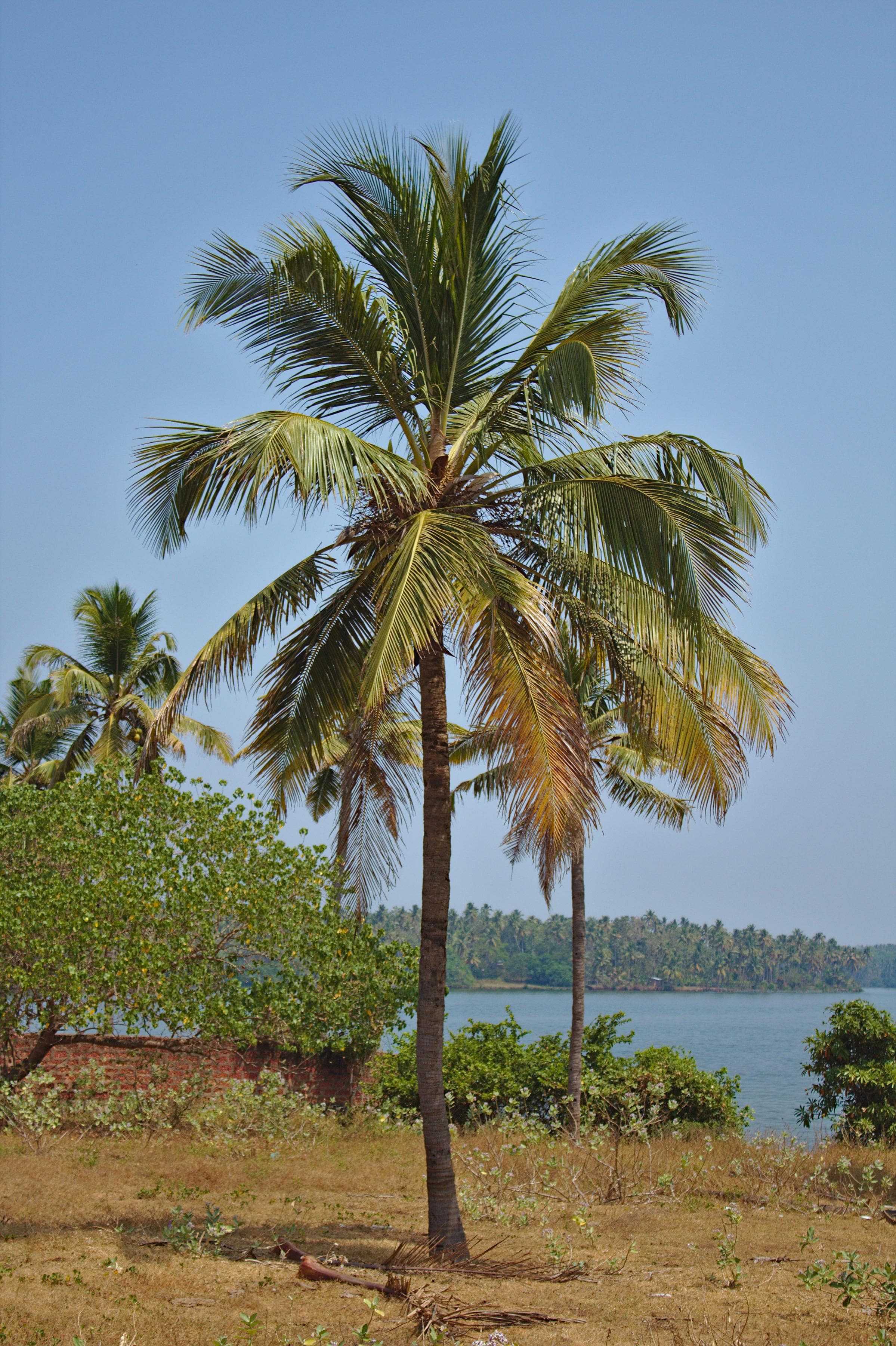Coconut palm at Kappil Beach, Kerala