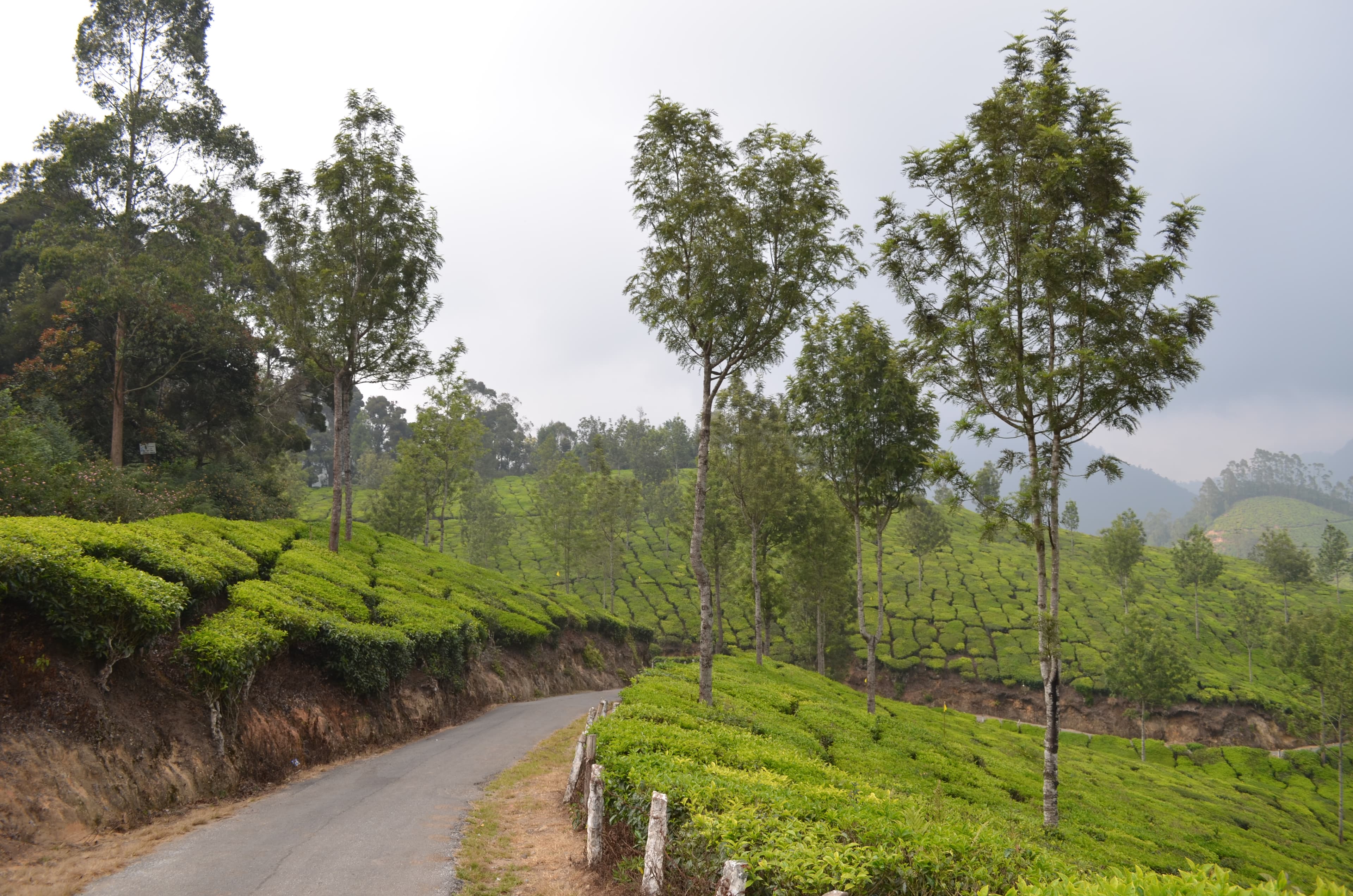 Tea garden road in Munnar, Kerala